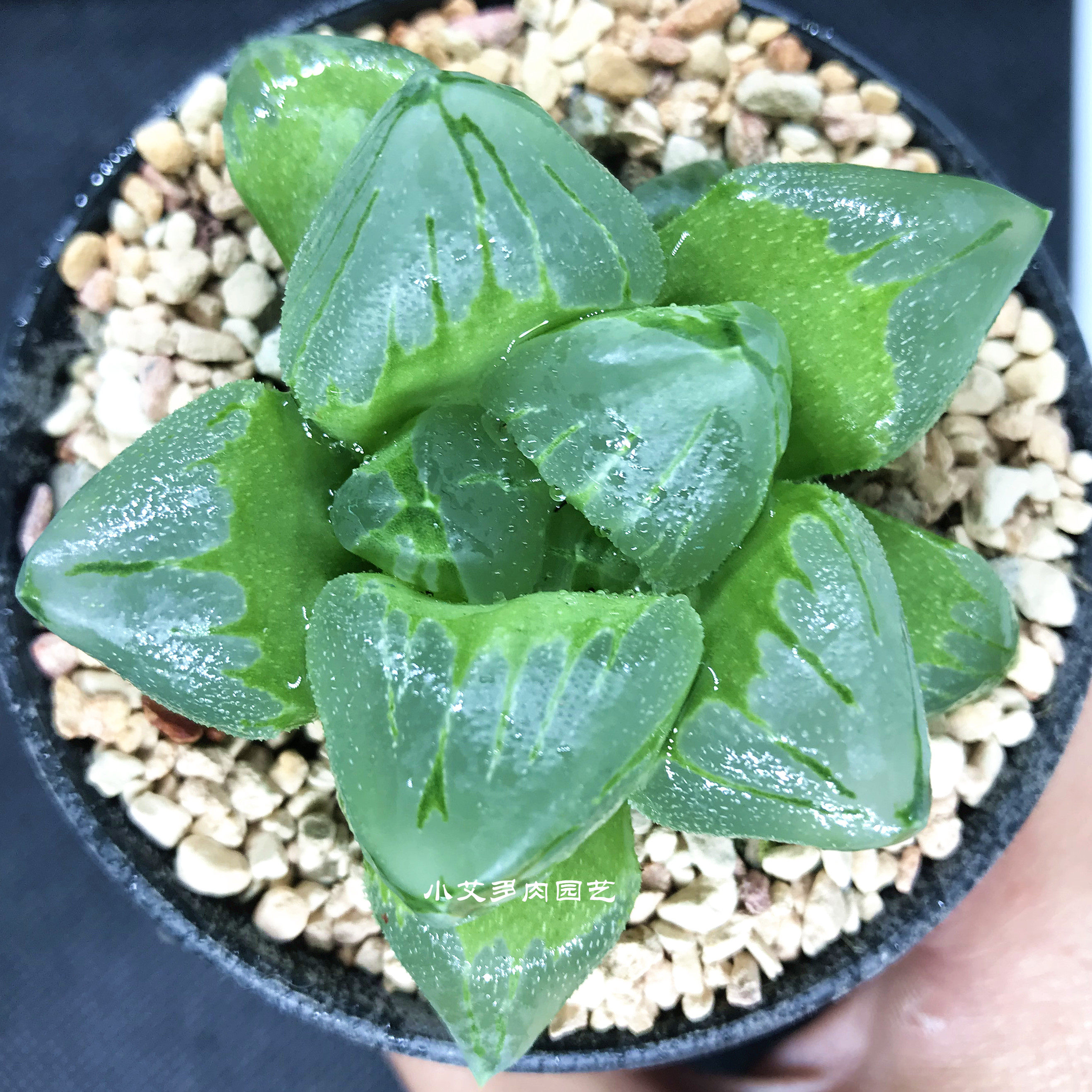 精品十二冰城寿背三杰透亮背窗易养多植物一物多肉植物