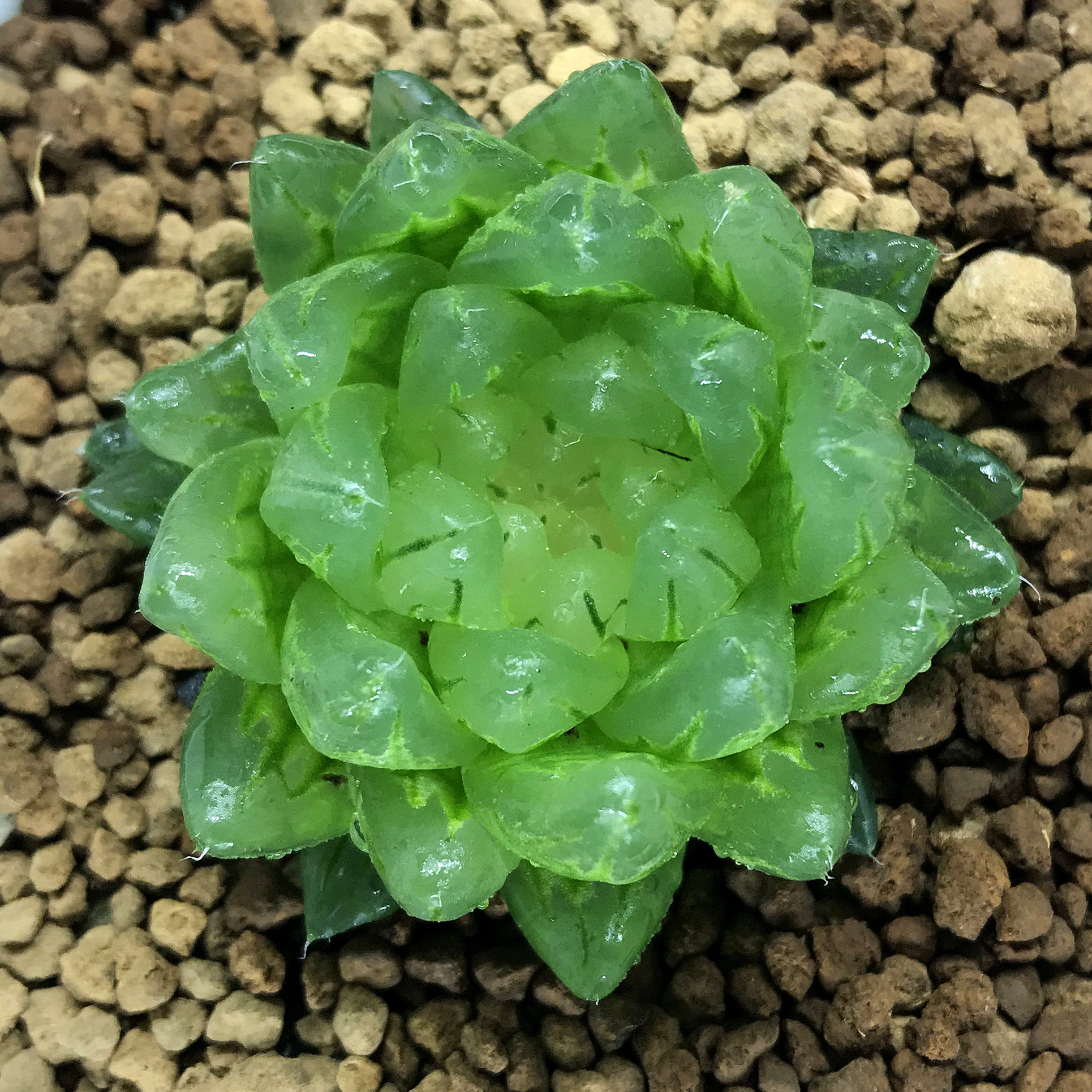 小艾多肉园艺精品十二卷樱水晶变异樱变女神通透玉露多肉一物一拍