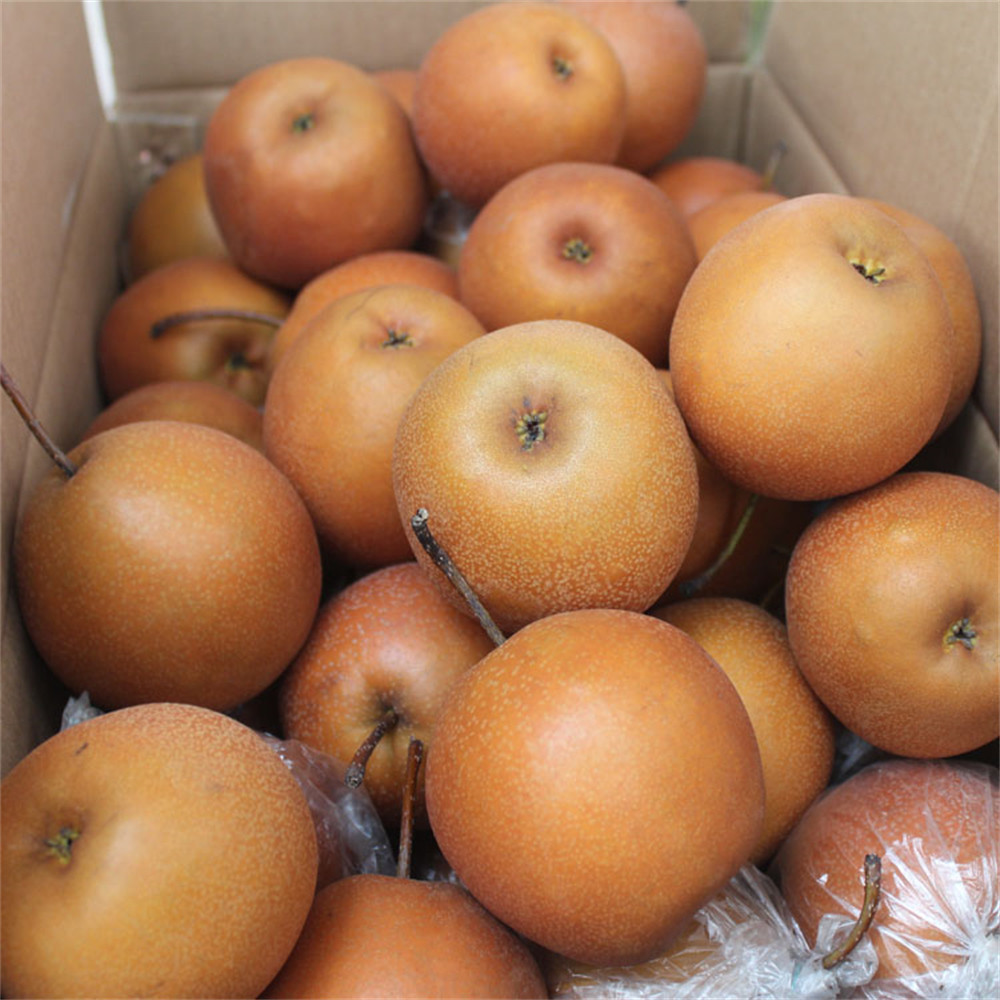 魏县品种小红新鲜水果红沙沙梨煮水咳嗽润肺梨