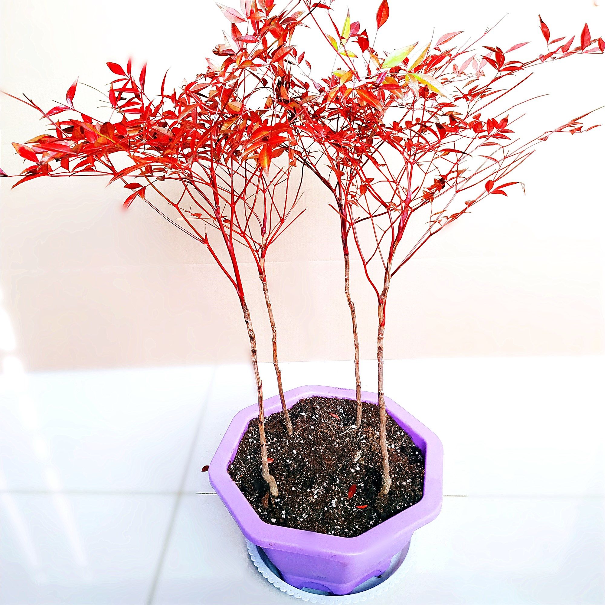 天竹红天耐寒地栽红杷盆景南天红叶盆栽庭院观绿植