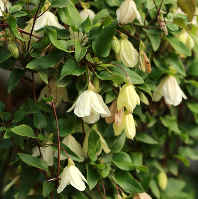 简影花园铃儿响叮当卷须一类冬季开花花铃铁线莲时令草本花卉