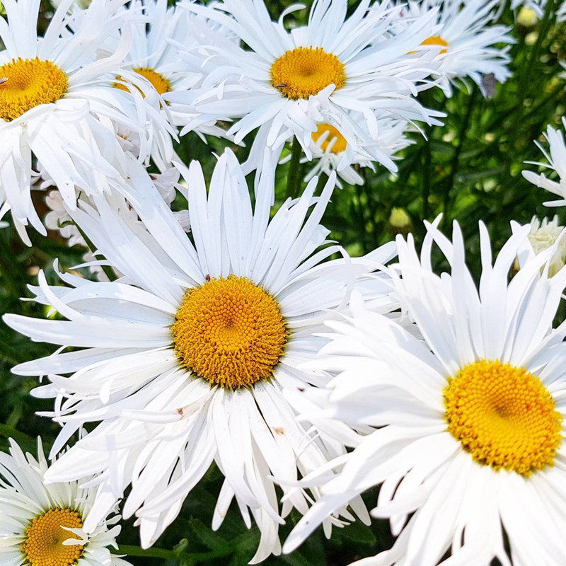 简影花园重瓣大花滨菊名媛白色黄芯多年生庭院花卉