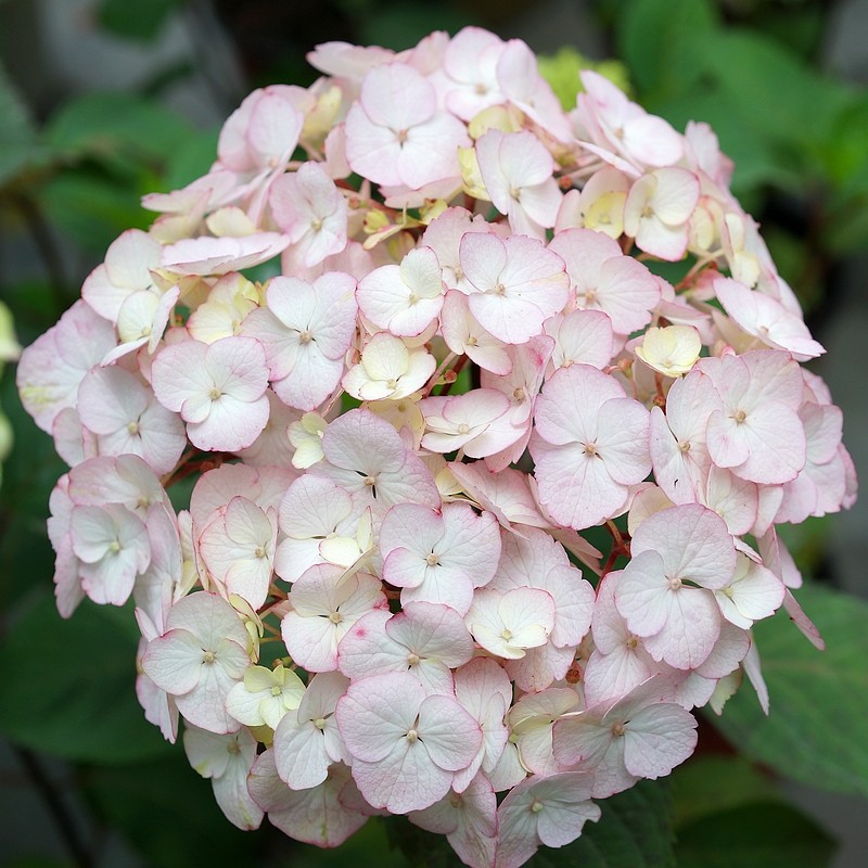 简影花园珍贵粗齿绣球八仙花盆栽花园花苗绿植较耐晒直立性好包邮