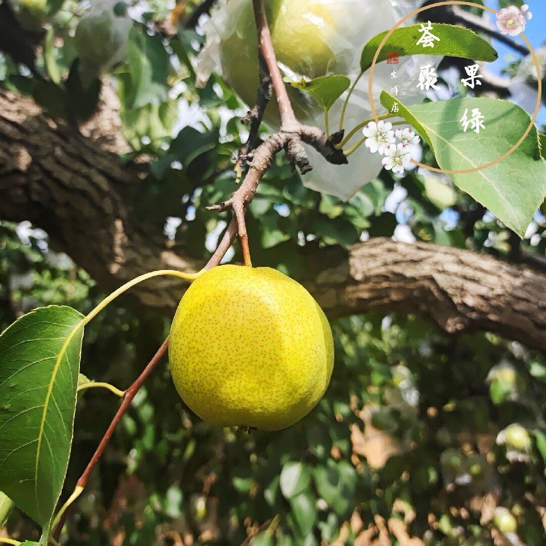 新鲜现摘当季鸭广渣子梨鸭儿广疙瘩鸭梨梨子梨