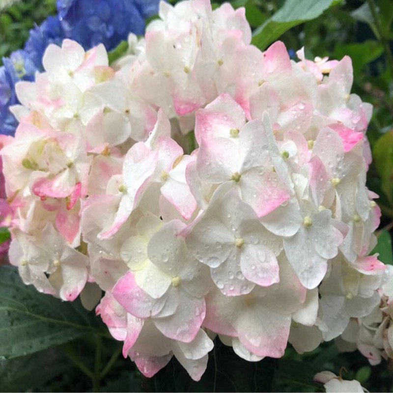 白寿红绣球珍稀花苗粉面含春白玉无瑕阳台花卉盆栽时令草本花卉