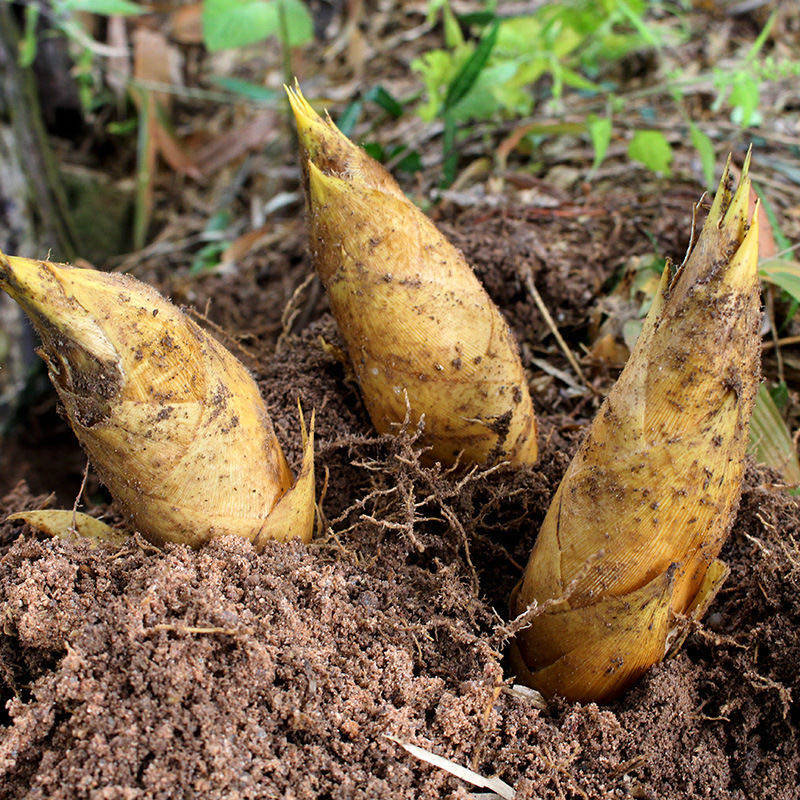 竹笋现货四川野生新鲜冬笋现挖黄泥笋带壳毛竹笋