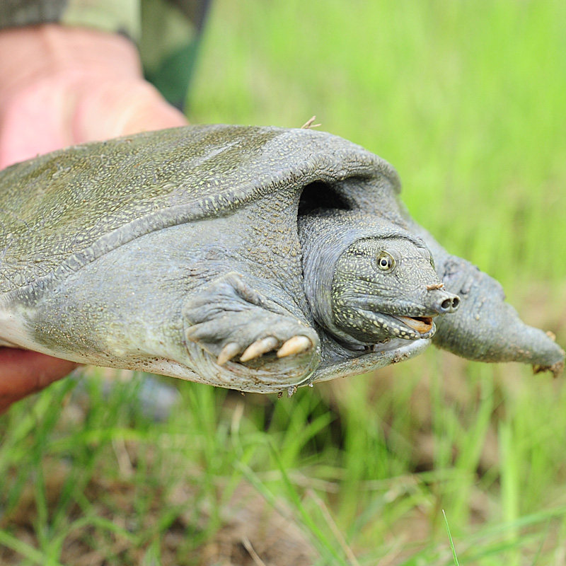 生态军山湖甲鱼活体免邮1.5斤水鱼王八3年中华甲鱼