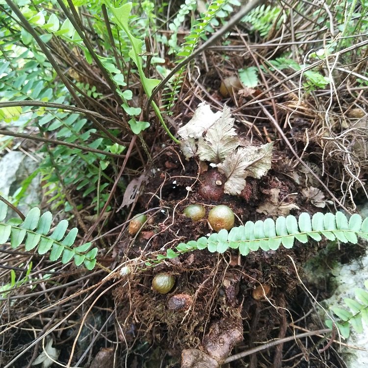 正宗新鲜野石黄皮生肾蕨凤凰蛋石上丸蛇蛋蜈蚣草石枇杷煲汤料500g