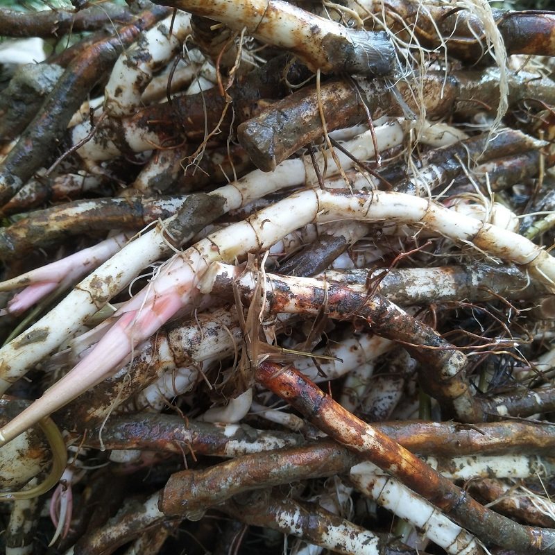 新鲜三白草现塘边白面姑白舌骨三百百草草中其他药食同源食品