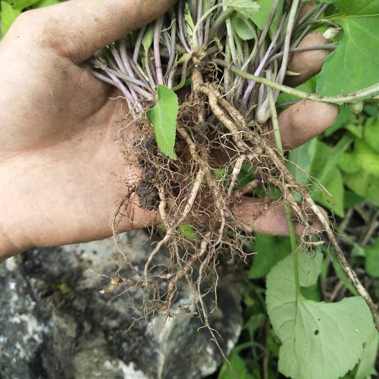 现挖新鲜犁头草现紫花地丁中草药材犁嘴草玉其他药食同源食品