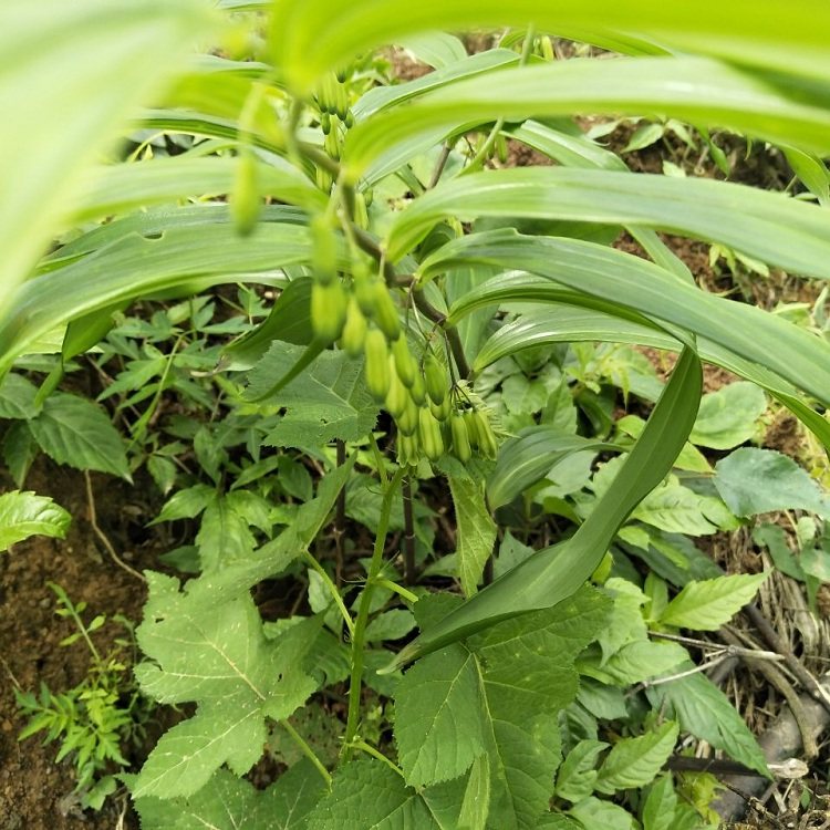 鸡头煲汤泡酒500g中药材黄精粤北姜鸡头新鲜老虎黄精