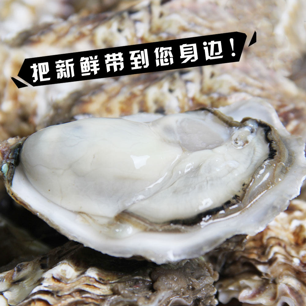 青岛新鲜野生鲜活生蚝乳山牡蛎即食杜蛎新鲜海生蚝