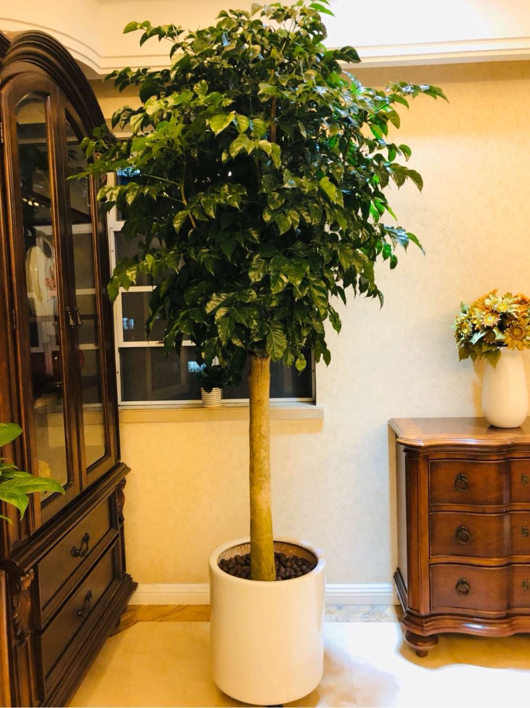 幸福树盆栽大型绿植单杆平安树绿宝室内甲醛招财智能园艺用品