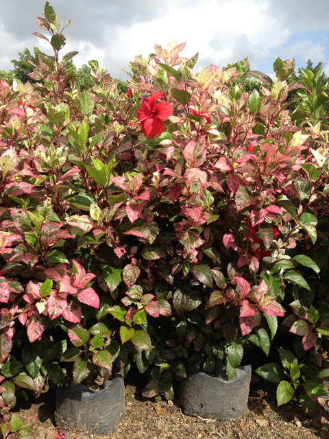 花卉绿化庭院别墅朱槿花叶扶桑绿植叶扶桑大红花时令草本花卉