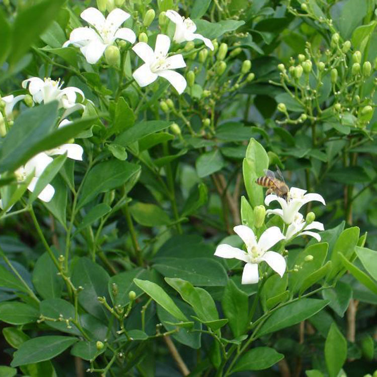 九里香千里香花卉株姿优美花香浓郁净化空气绿化带苗易活观花卉