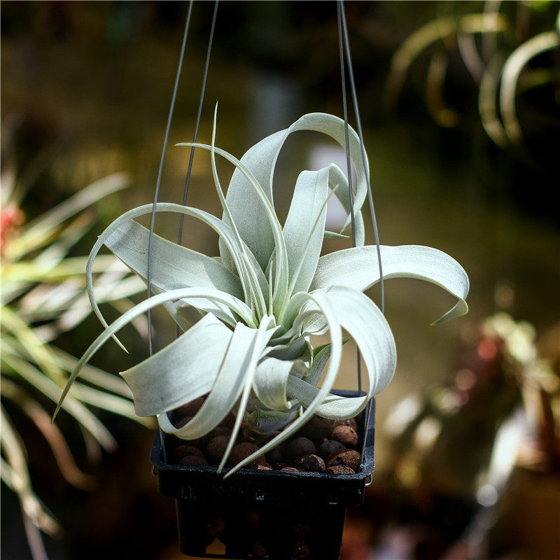 空凤来仪空气凤梨巨型霸王侧芽适合爱的表白强推