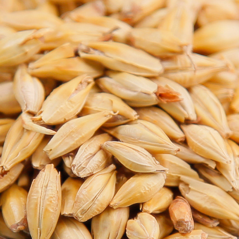 食味草炒麦芽250克 可免费磨粉 熟麦芽炒大麦芽茶妈妈回奶茶