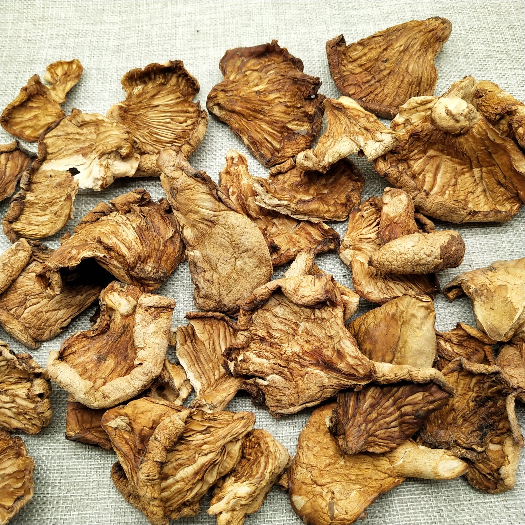 东北北野生元干货500g包邮冻野生黄蘑小鸡蘑菇香菇类