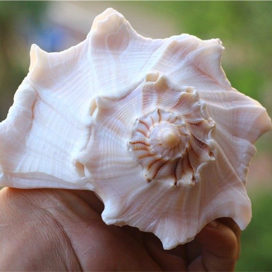 包邮天然海螺贝壳左旋观音供佛密宗宗修法器海螺