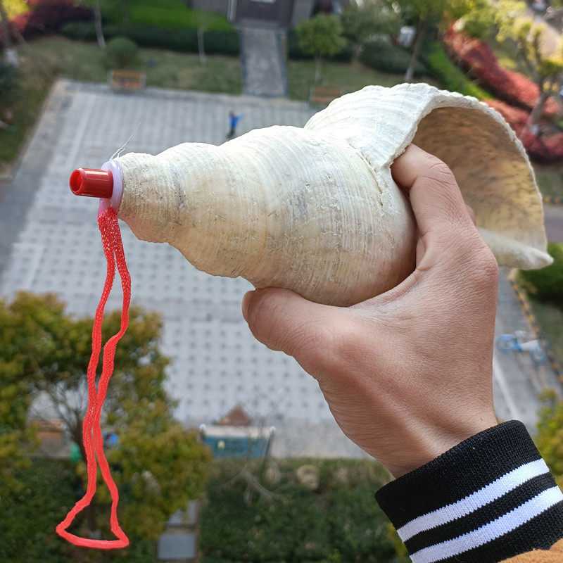 包邮天然大海海螺贝壳长香螺角香螺密宗号角海螺