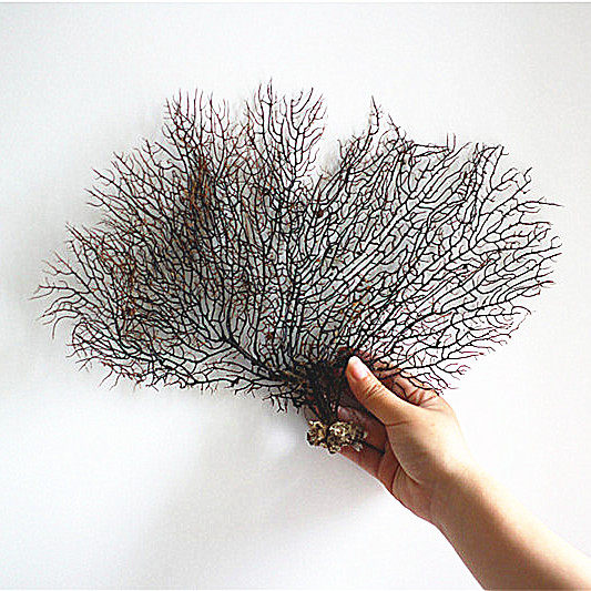 包邮天然海柳树海铁树珊瑚树枝红海柳 海草鱼缸造景 家居装饰裱框