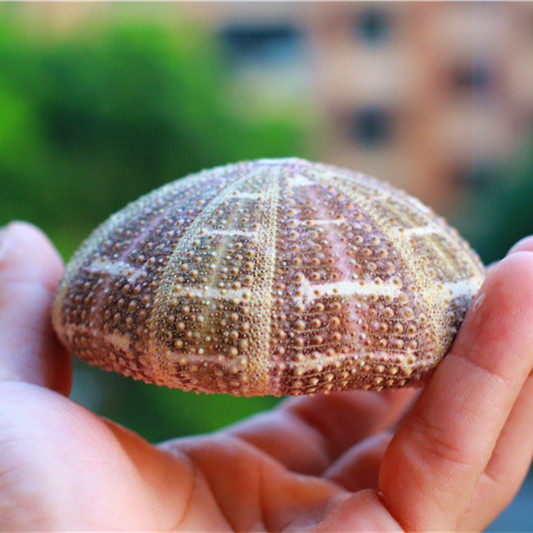 去店铺舟山小螺哥贝壳批发