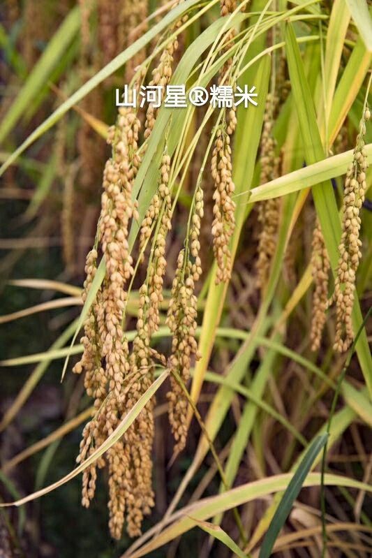 常规杂粮八宝酿酒稻谷糯稻长圆种子糯米糯谷家庭园艺种子