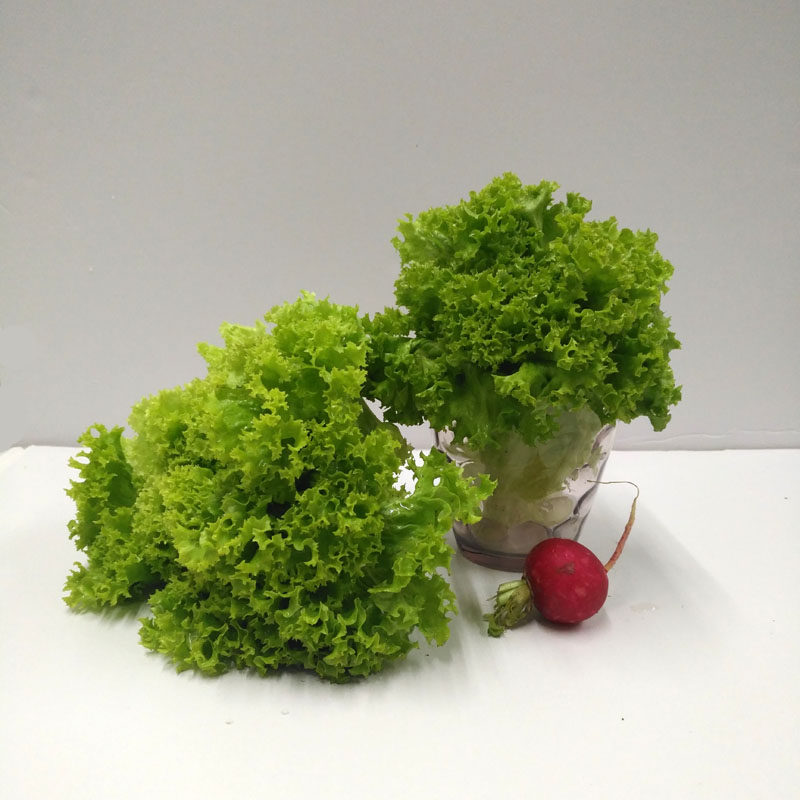 新鲜青菜 蔬菜绿罗莎 绿叶生菜 罗沙绿生菜 西餐配料蔬菜沙拉500g