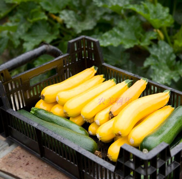 新鲜蔬菜黄节瓜小南瓜黄茄瓜意黄瓜黄色西葫芦500g