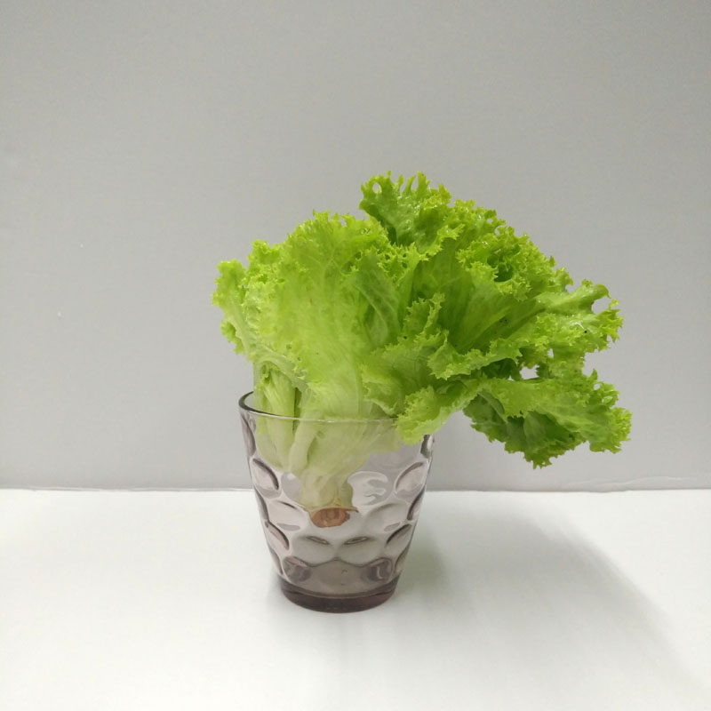 新鲜青菜 蔬菜绿罗莎 绿叶生菜 罗沙绿生菜 西餐配料蔬菜沙拉500g