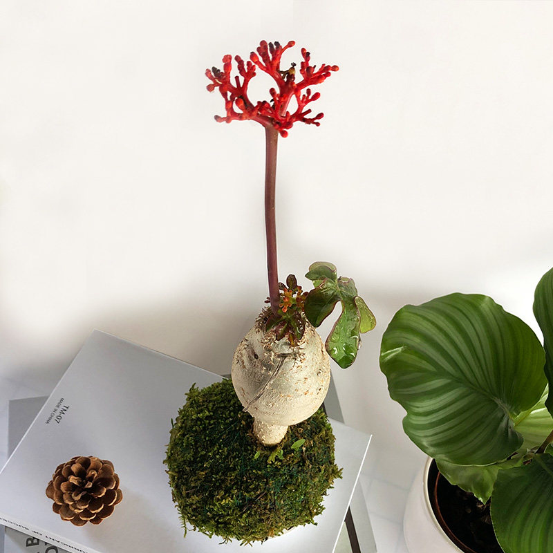 佛肚海棠树花卉盆景块根植物盆栽庭院阳台室内花卉