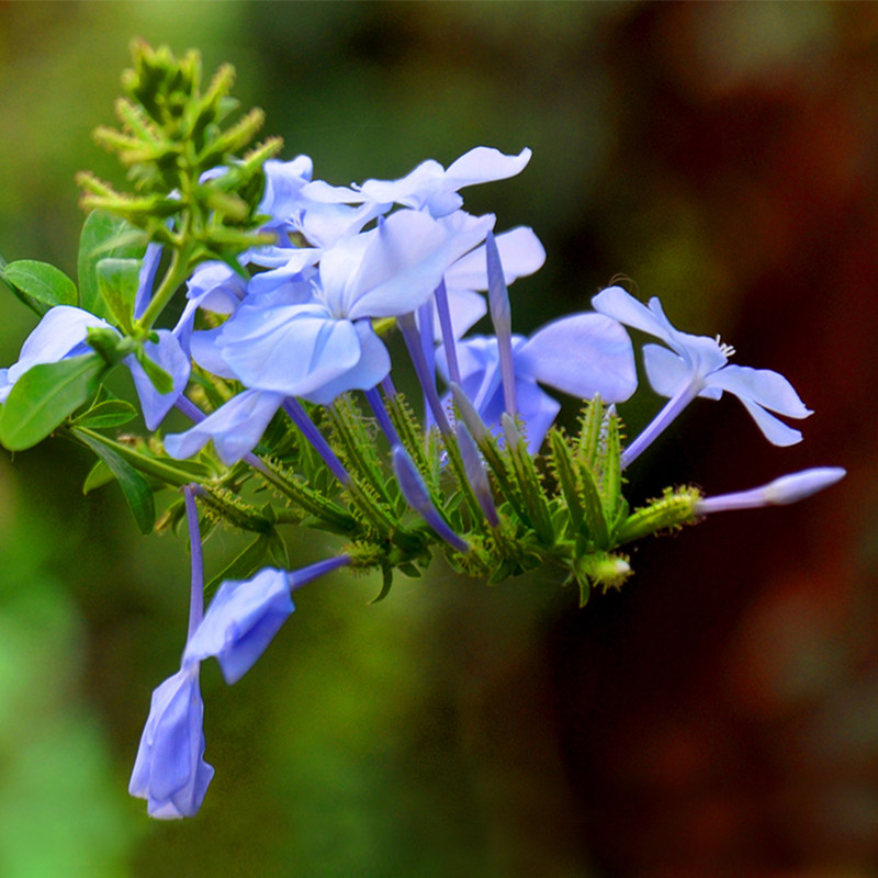 蓝雪蓝雪花花苗雪花盆栽阳台庭院花卉植物多年生时令草本花卉