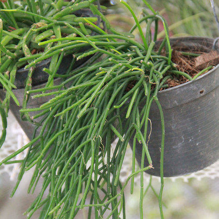 红丝苇属红叶泰国珊瑚北欧欧风悬挂垂吊室内绿植