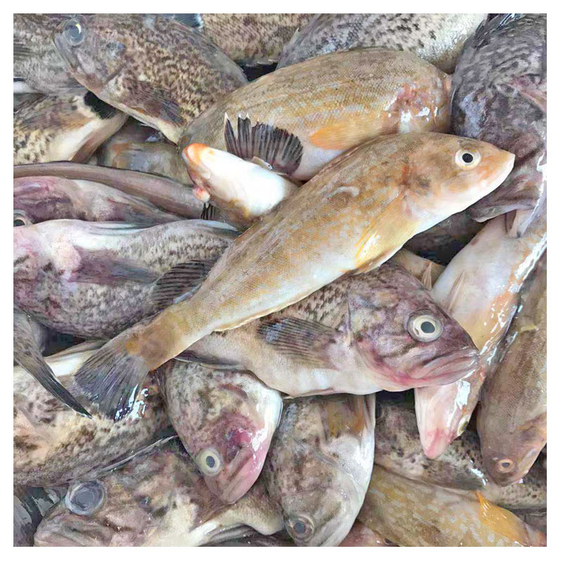 海杂鱼海鲜海鲜小杂鱼新鲜海鲜杂鱼野生杂鱼新鲜4斤包邮中通