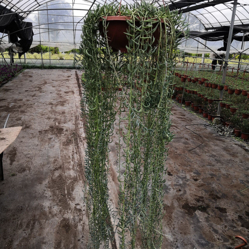 植物盆栽多肉羊角吊兰防辐射绿植花卉可垂净化空气绿植