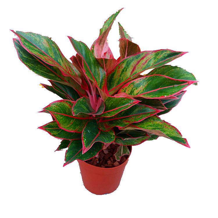 万年红万年青盆栽绿植甲醛进化空气室内办公办公桌绿植