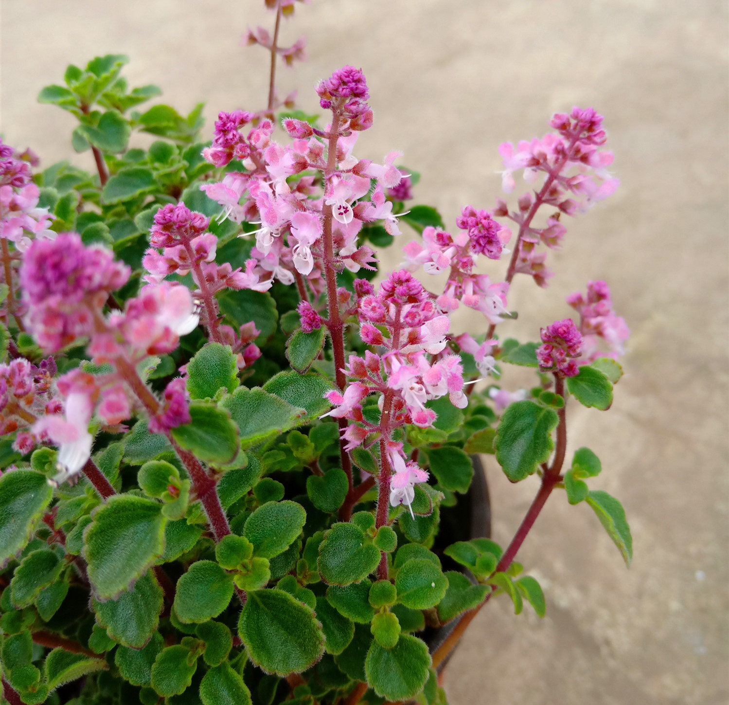 香妃盆栽花苗芳香花卉室外阳台植物冰雪丽人花卉