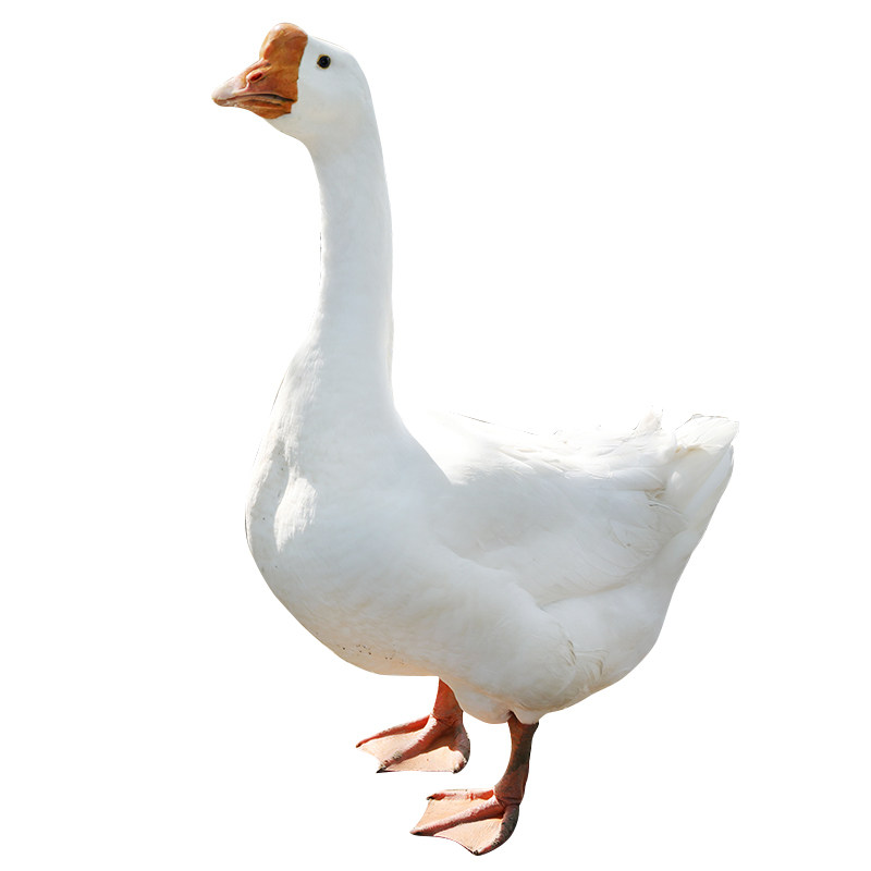 鹅肉新鲜大鹅农家散养大白鹅新鲜现杀大别山老鹅烧鹅土鹅鹅肉包邮