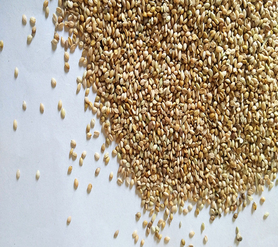 新秕谷谷糠壳谷秕谷瘪天然保健棉布枕芯枕头枕头