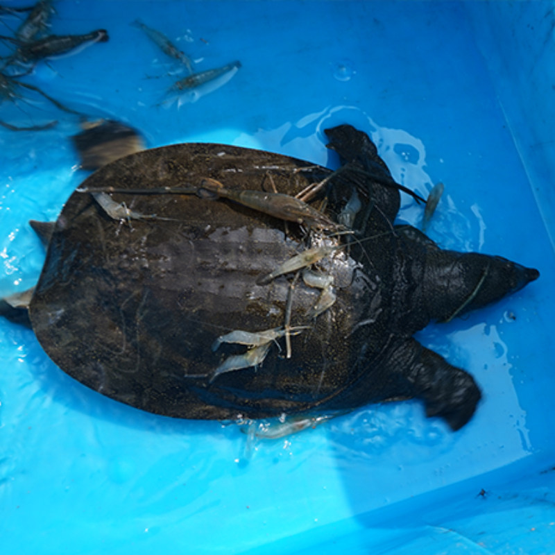 435斤火锅团水海鲜新海鲜甲鱼王八农家老鳖中华甲鱼