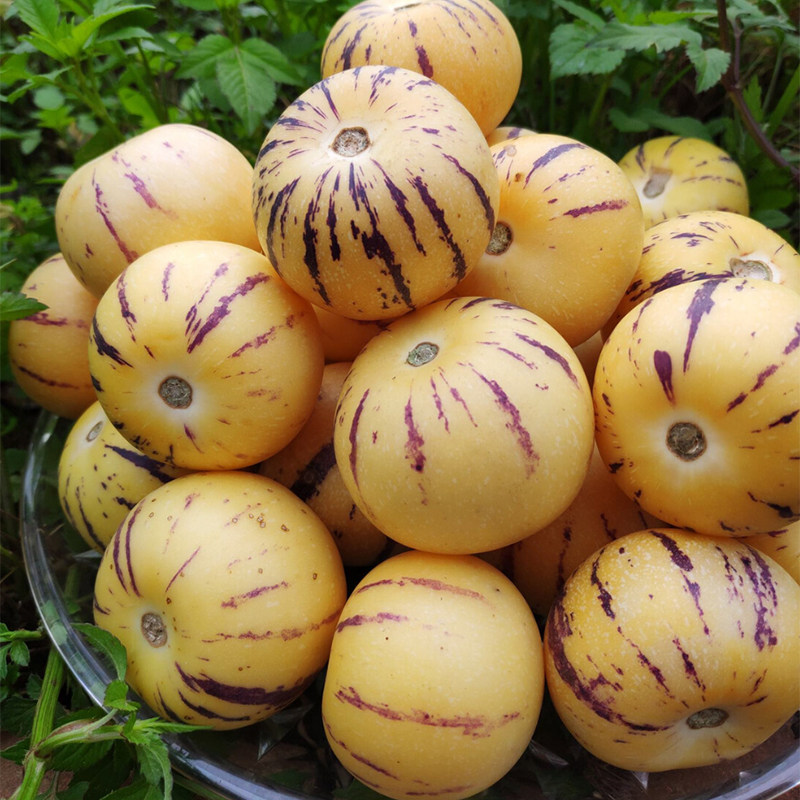 云南云南人人参果黄肉心10斤大果石林当季新鲜现摘人参果