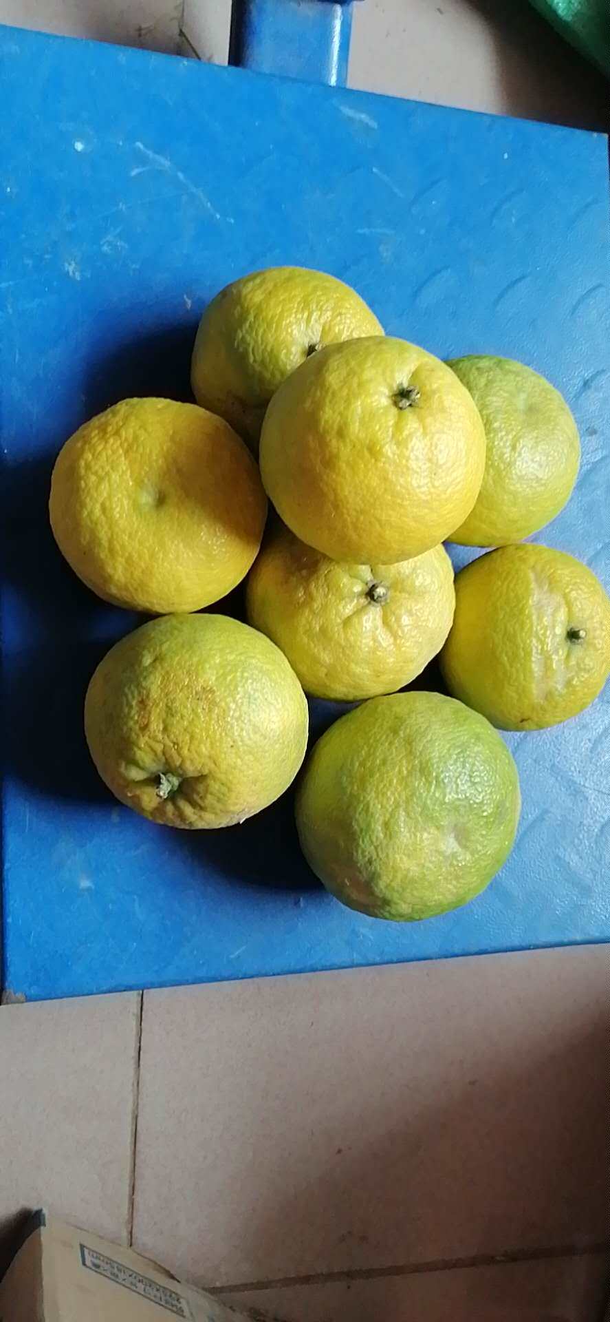 湖南果酸包邮现五斤桔子水果野生时令孕妇新鲜桔子