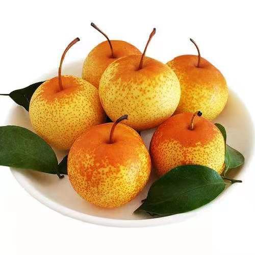 花盖辽宁5斤东北鞍山特产香水软梨新鲜水果梨