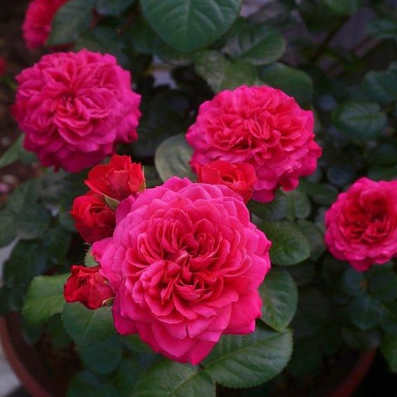 馨缘月季 红色达芬奇 开花机器耐晒花期长勤花复花快阳台灌木盆栽