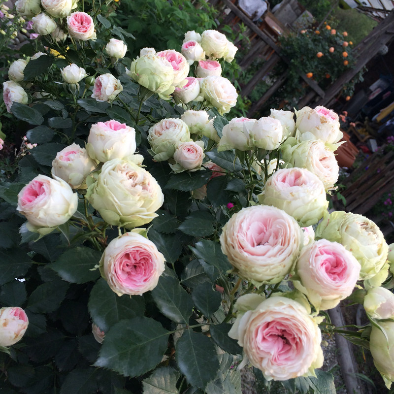 馨缘月季绒球门廊多头群开勤花阳台灌木花卉时令草本花卉