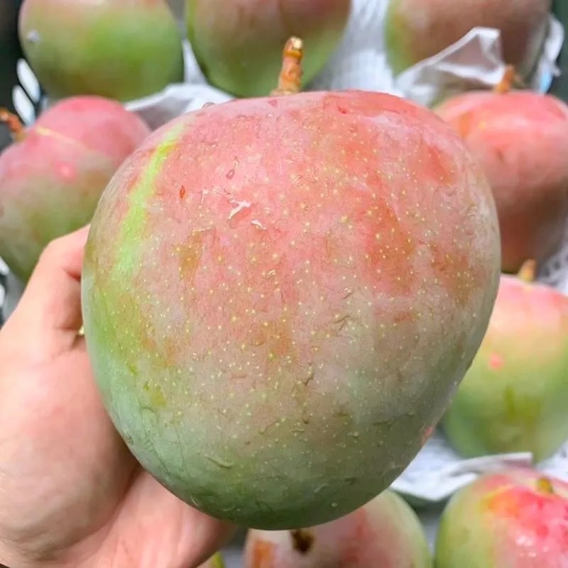 新鲜正宗攀枝花凯特芒果9斤青皮当季现摘水果芒果