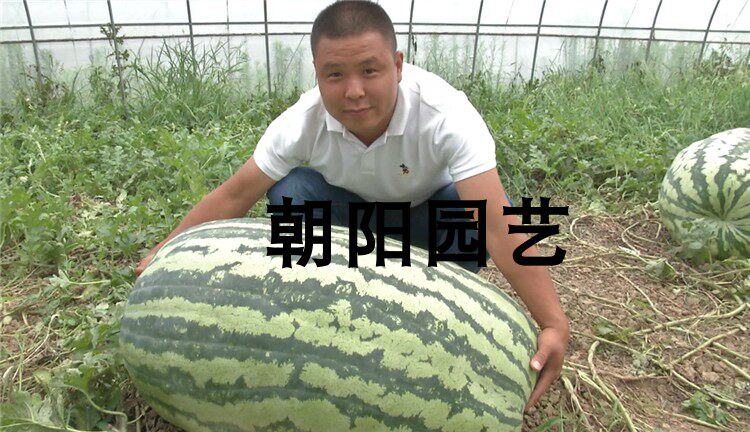 西瓜种子巨型特大种籽特种航天182号懒汉家庭园艺种子