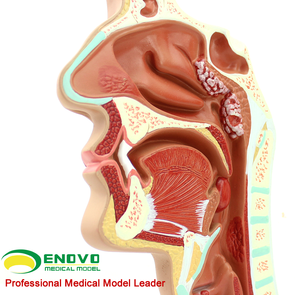 颐诺正品人体医用鼻腔病解剖结构模型耳鼻喉科呼吸科内窥镜模型