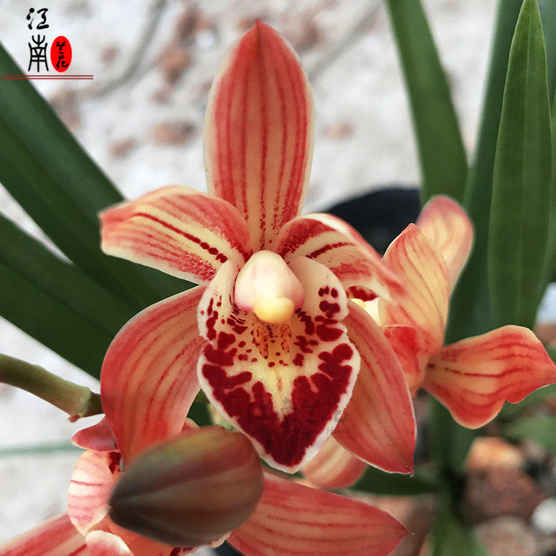 包邮特价建兰红心琉璃兰花花苗夏带花苞出售时令草本花卉