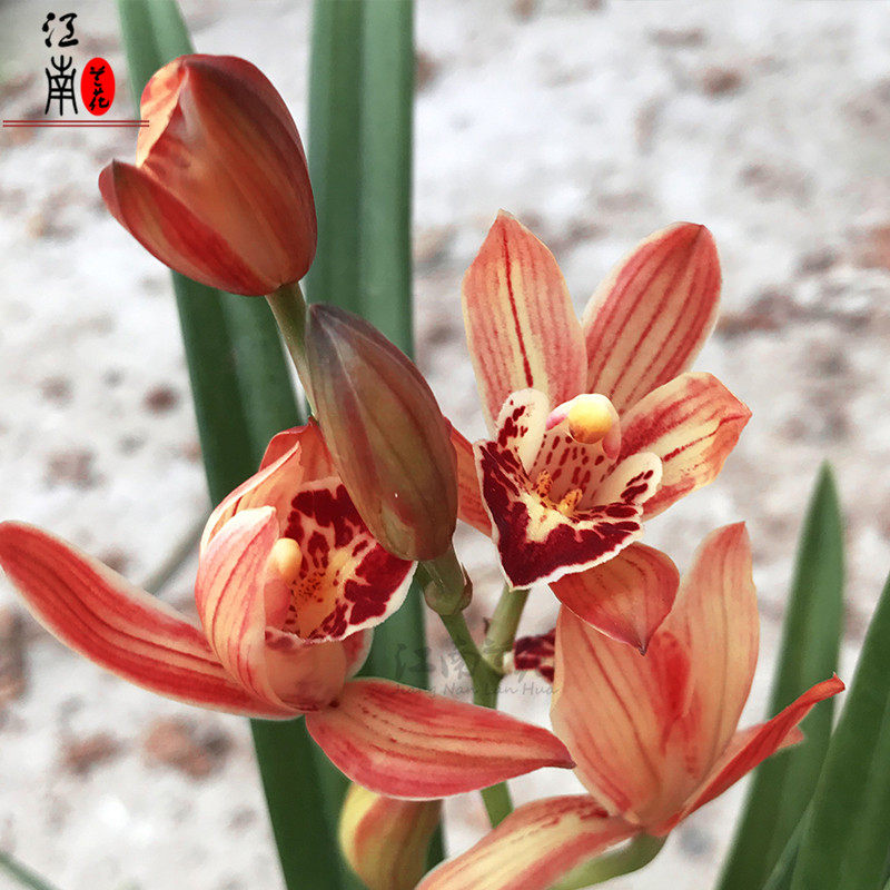 包邮特价建兰红心琉璃兰花花苗夏带花苞出售时令草本花卉